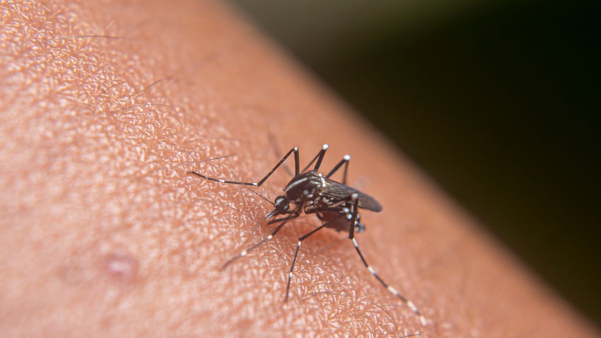 komar/ zdjęcie poglądowe