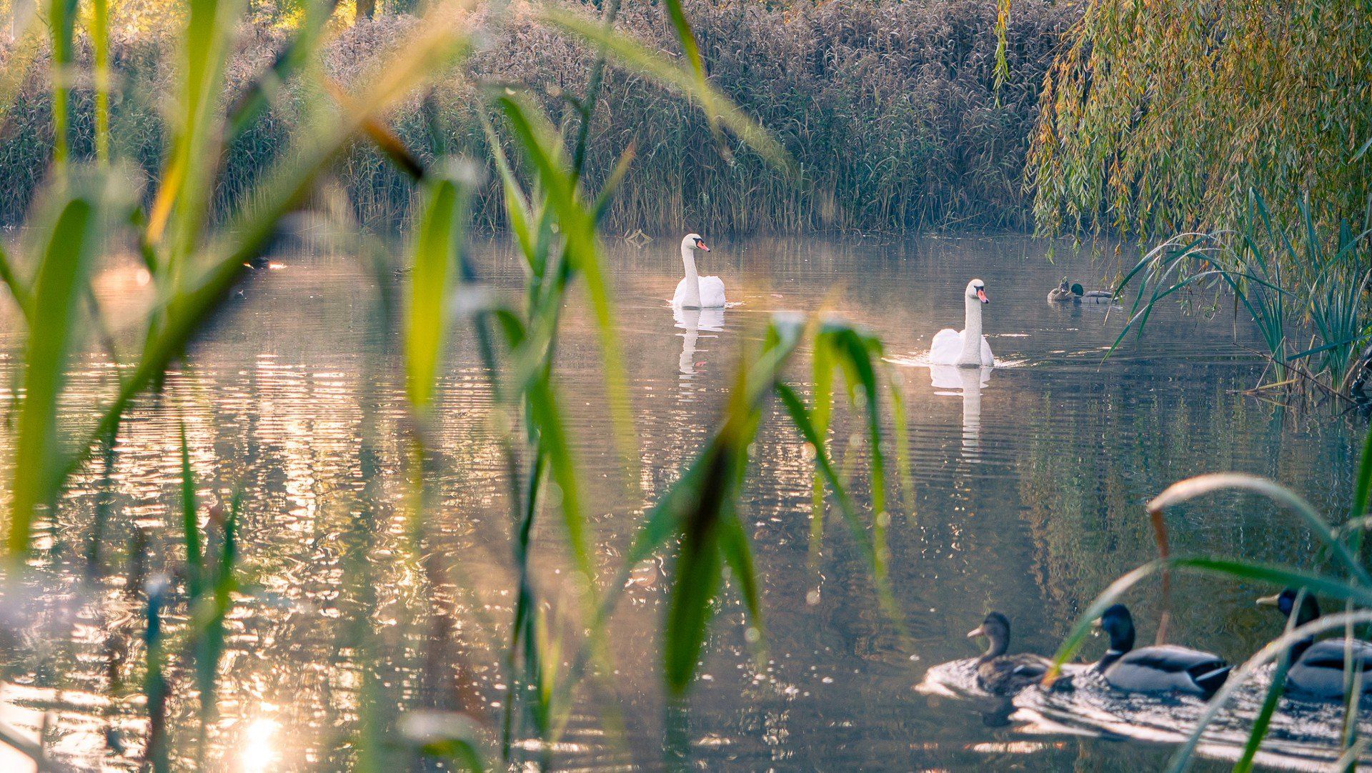 Złota jesień w Wągrowcu