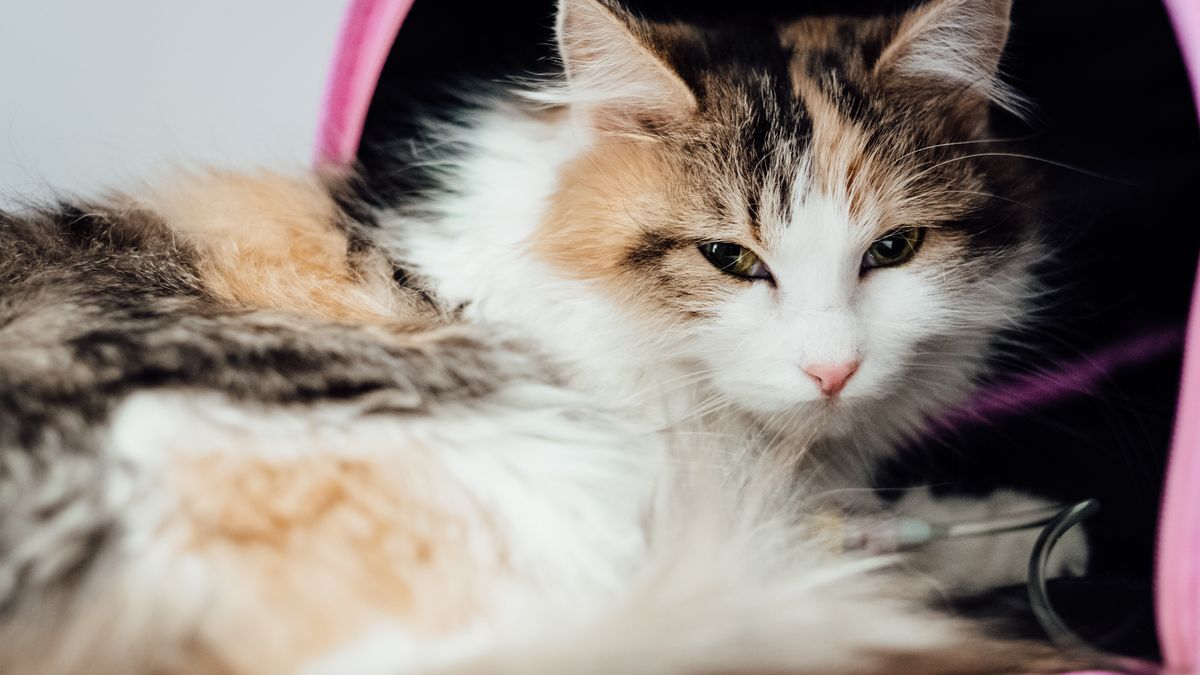 To jednak ptasia grypa. Jest stanowisko w sprawie tajemniczej choroby kotów