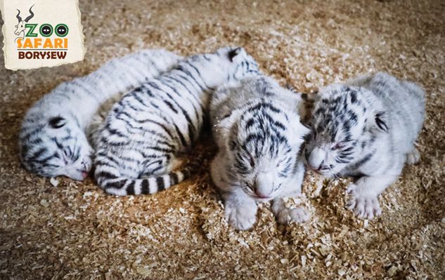 Czworaczki białego tygrysa przyszły na świat w zoo w Borysewie