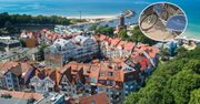 Sprzedają rowery miejskie za złotówkę. Trzeba ustawić się w kolejce