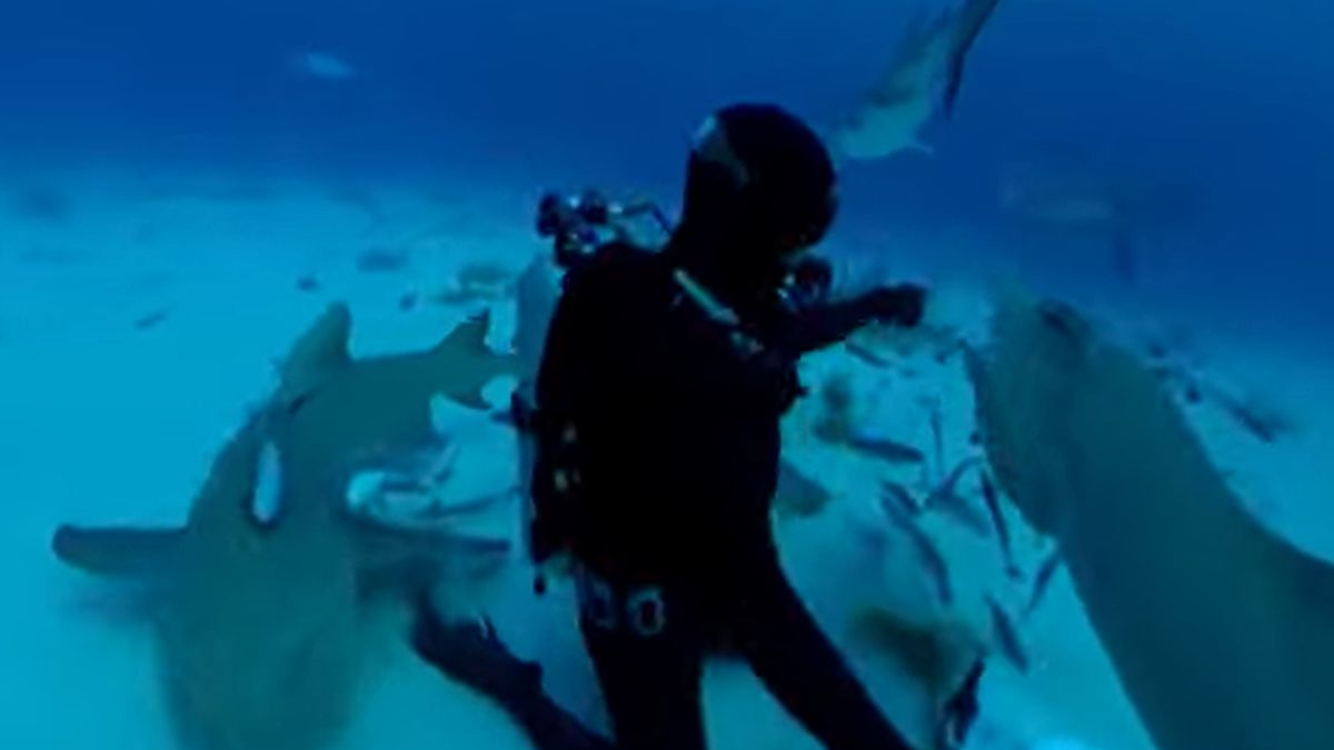 Testing if Sharks Can Smell a Drop of Blood