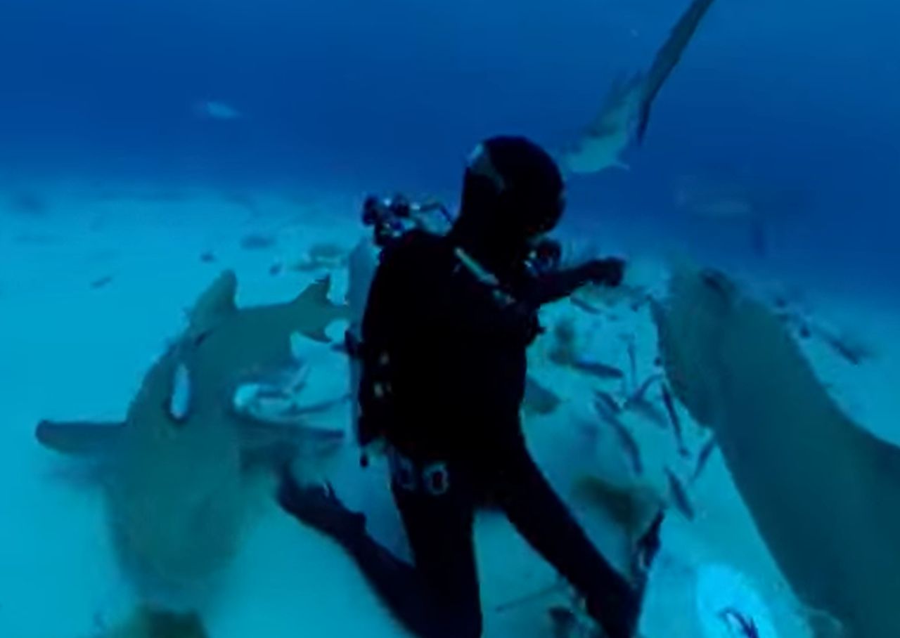 NASA engineer debunks shark myths with groundbreaking sea experiment