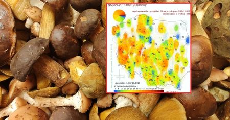 Gdzie na grzyby? Mapa wskazuje miejsca, gdzie znajdziesz prawdziwe okazy