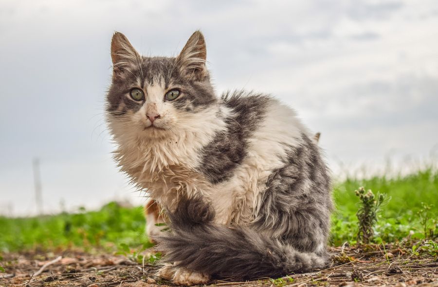 New Zealand: Cat-killing competition sparks controversy as children take part