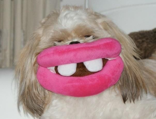 Comedy Pet Photography Awards 2022: Najzabawniejsze zwierzaki świata powracają 10