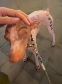 Wytatuowany pies na ulicy. Przerażająca moda w Chinach