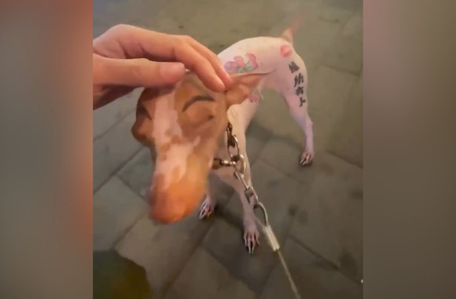 Wytatuowany pies na ulicy. Przerażająca moda w Chinach