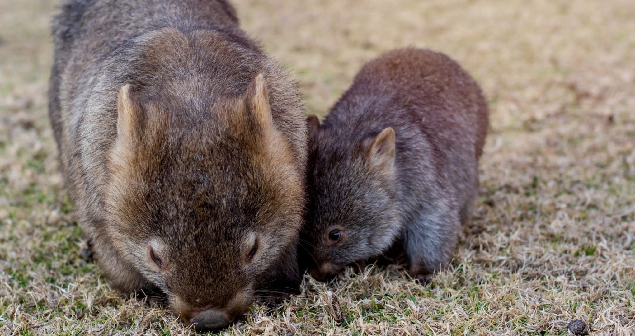 Wbrew pozorom wombat to silny torbacz