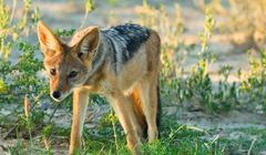 Pure Nature HD i inne nowe kanały w Polsce