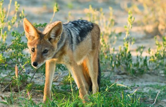 Pure Nature HD i inne nowe kanały w Polsce