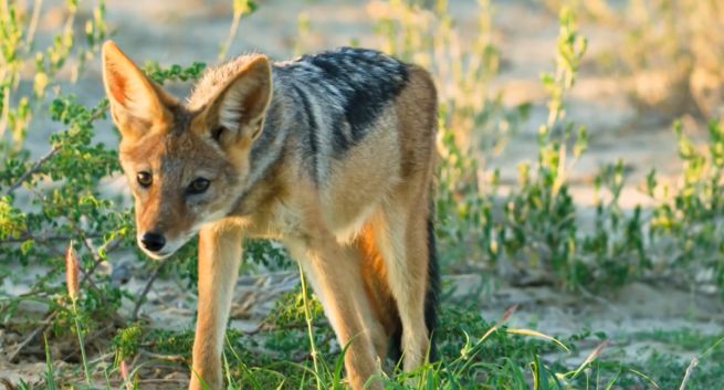 Pure Nature HD i inne nowe kanały w Polsce