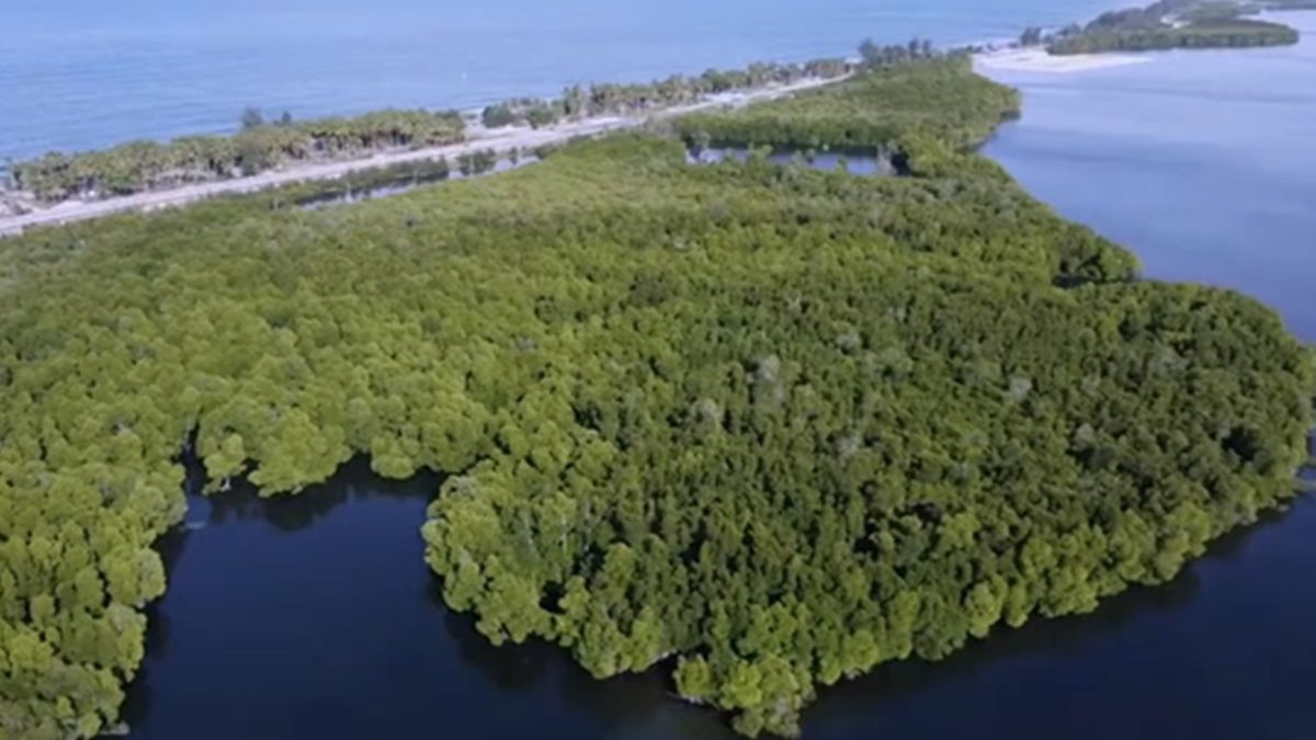 W Indonezji istnieje las, do którego wstęp mają tylko kobiety 