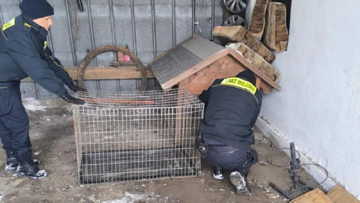 Strażnicy miejscy odłowili wilka mieszkającego w budzie.