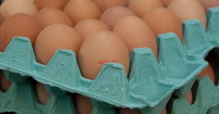 Ostrzeżenie GIS: salmonella na skorupkach jaj. Sprawdź, czy masz jej domu