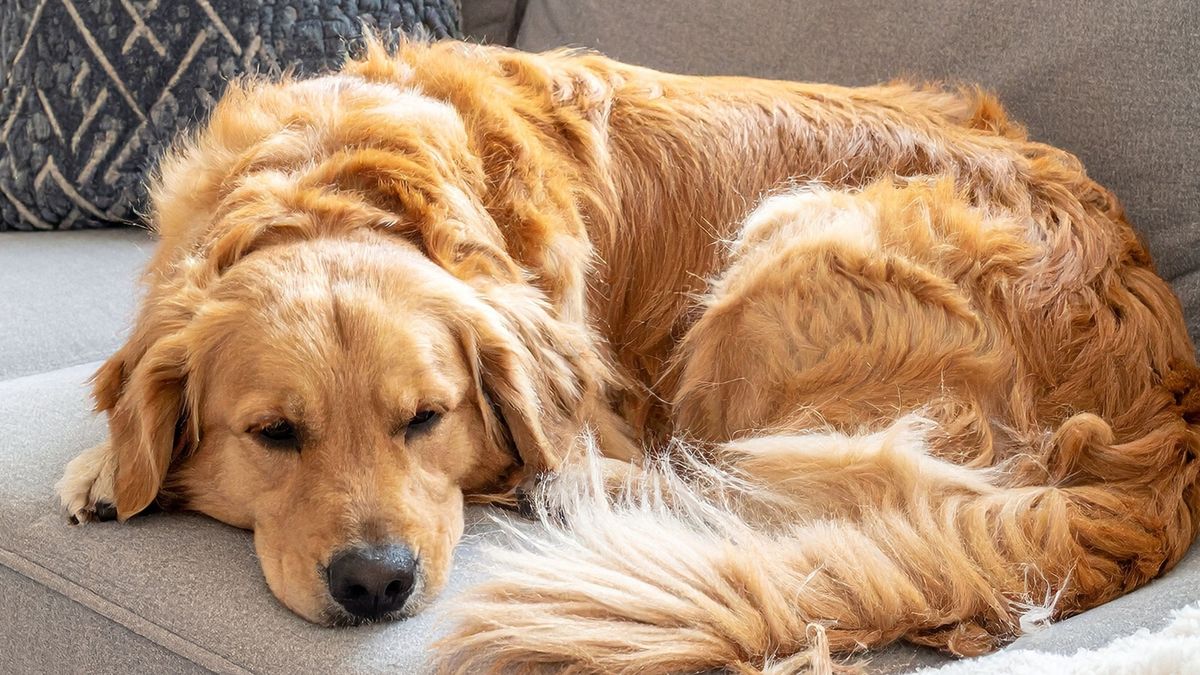 Golden retriever -ulubiona rasa psa