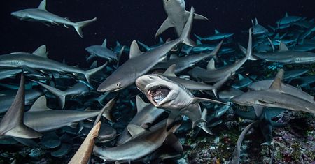 Szał żarłocznych rekinów ukazany na wyjątkowych zdjęciach National Geographic