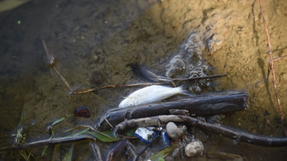 Warszawa. Śnięte ryby w Wiśle na wysokości Łomianek
