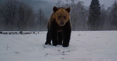 Bieszczadzki niedźwiedź dostrzegł fotopułapkę. Jego reakcja była zaskakująca