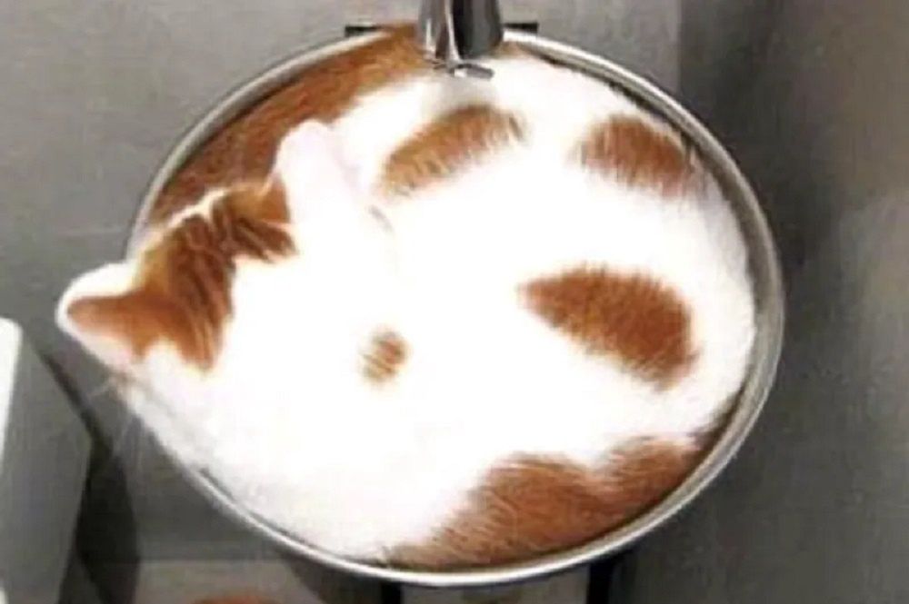 Kawa czy kot? Co widzisz na zdjęciu? fot. TikTok.com/miayilin