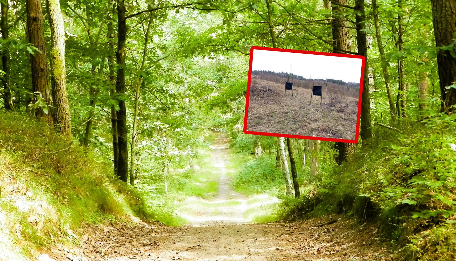 Reakcja na zagrożenie. Leśnicy wszystko wyjaśnili