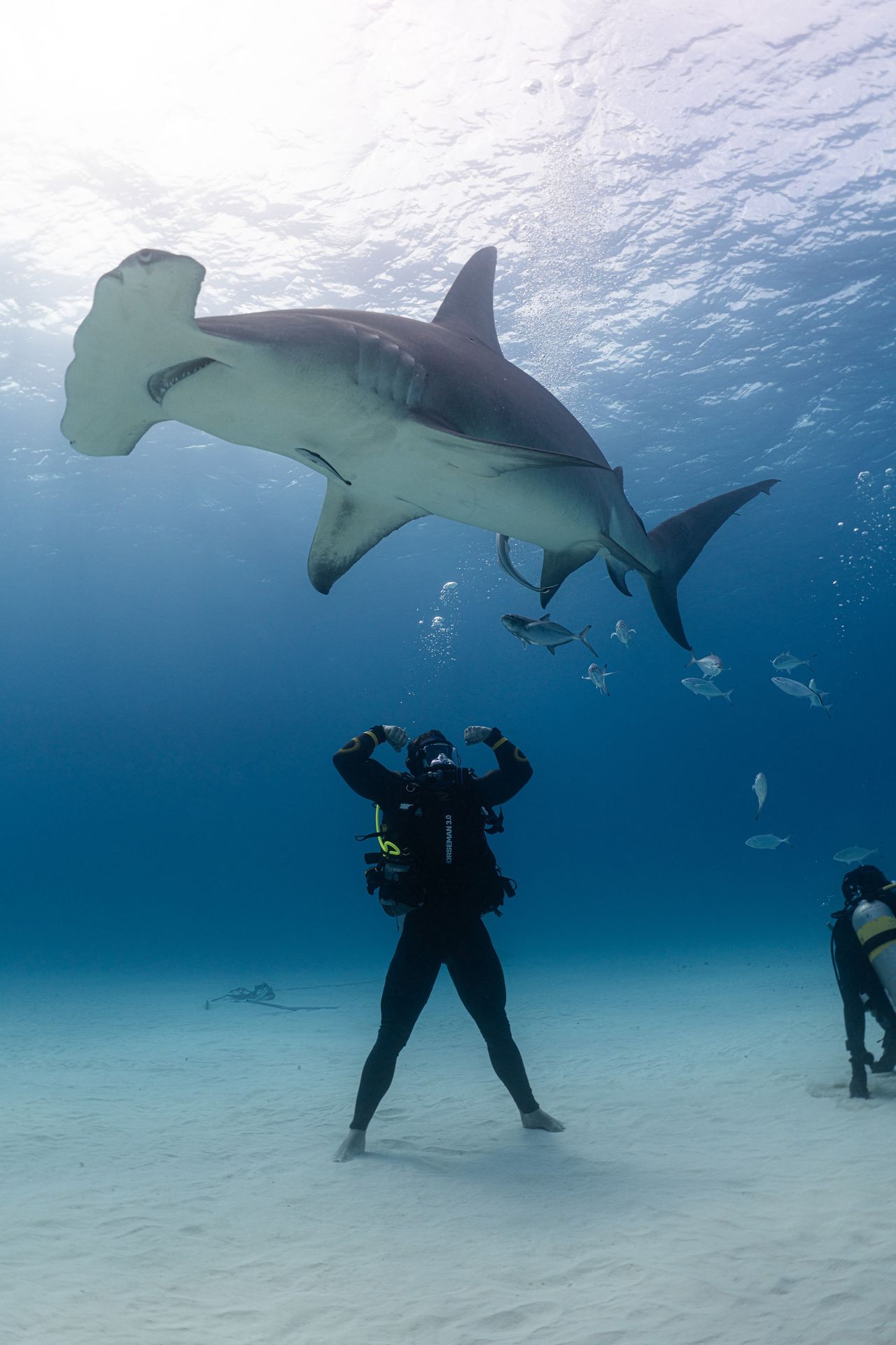 Ross Edgley with a hammerhead shark