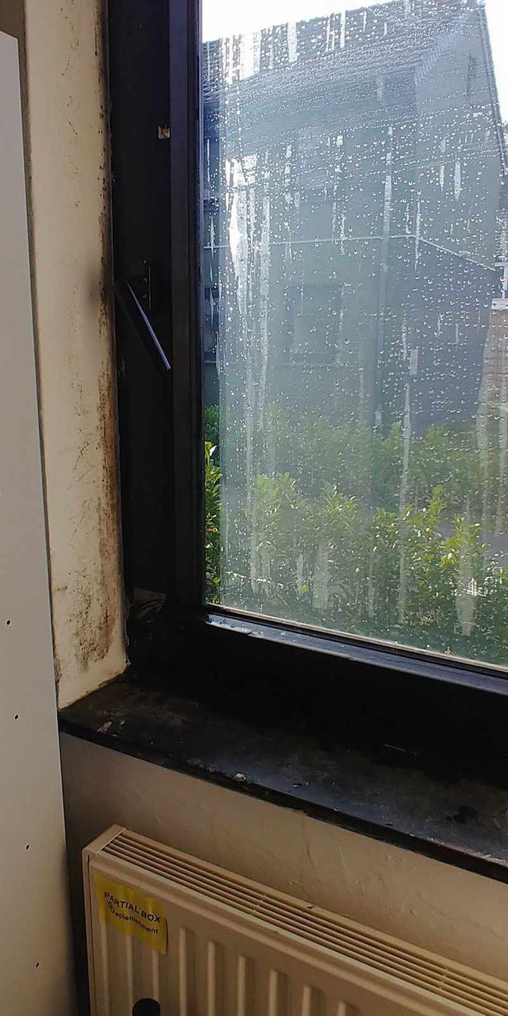 Grzyb pod oknem w zakwaterowaniu Polaków w Holandii