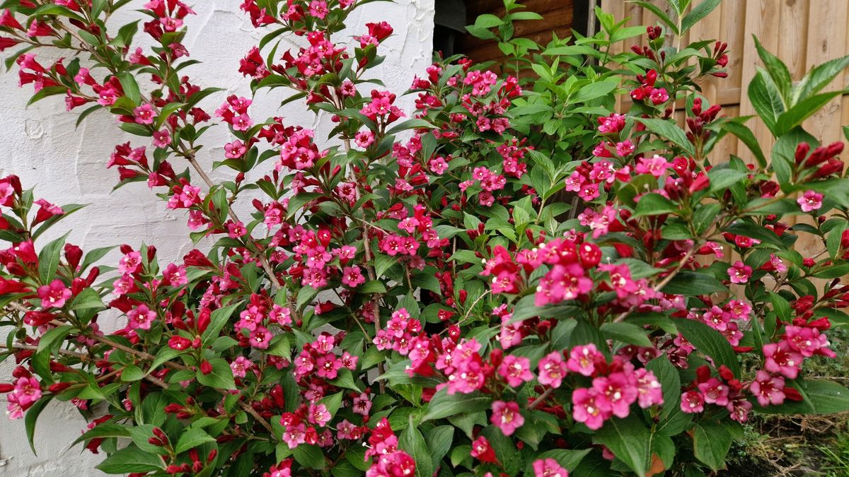 Bell-shaped flowers of the Bristol Ruby Weigela shrubBell-shaped flowers of the Bristol Ruby Weigela shrubDenise Hasseaufblühen, gartenarbeit, floral., holzzaun, farbe, zuhause, flora, pink, blatt, floral, topf, blühen, haus