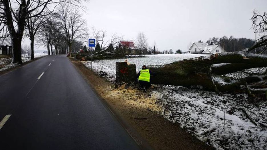 Kaszuby. Nacięte drzewa przy drogach nad morze. Jedno runęło za autem