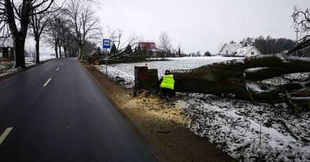Kaszuby. Nacięte drzewa przy drogach nad morze. Jedno runęło za autem