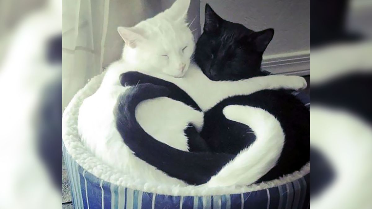 Zdjęcia śpiących kotów sprawią, że twoje serce się rozpłynie 1