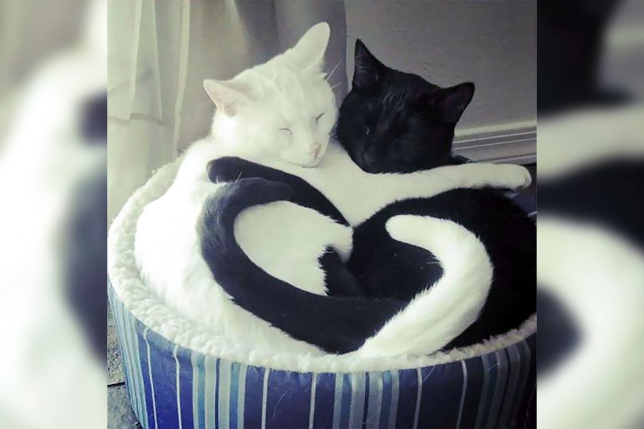 Zdjęcia śpiących kotów sprawią, że twoje serce się rozpłynie