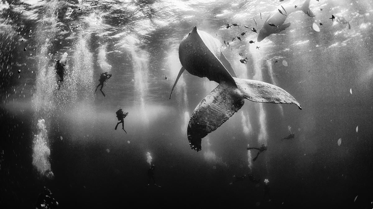 Do tegorocznej edycji konkursu National Geographic Traveler Photo Contest 2015 zosało zgłoszonych 17 tysięcy zdjęć z całego świata. Zwycięzcą został Anuar Patjane Floriuk, który sfotografował scenę z nurkowania z długopłetwcami.