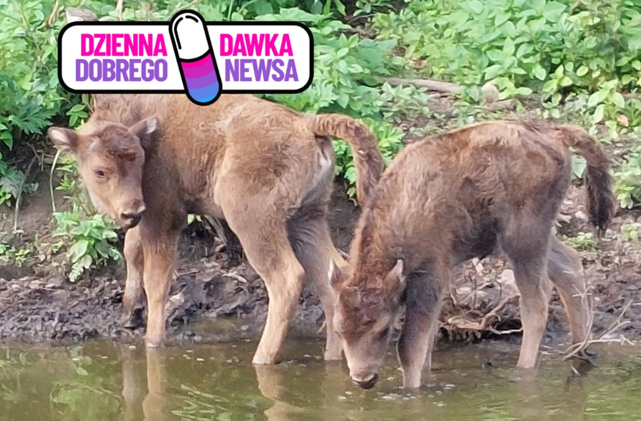 Leśnicy przekazali świetne wieści. Żubrza rodzina powiększyła się