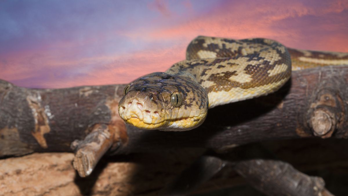 Pyton połknął kobietę. Horror w Indonezji