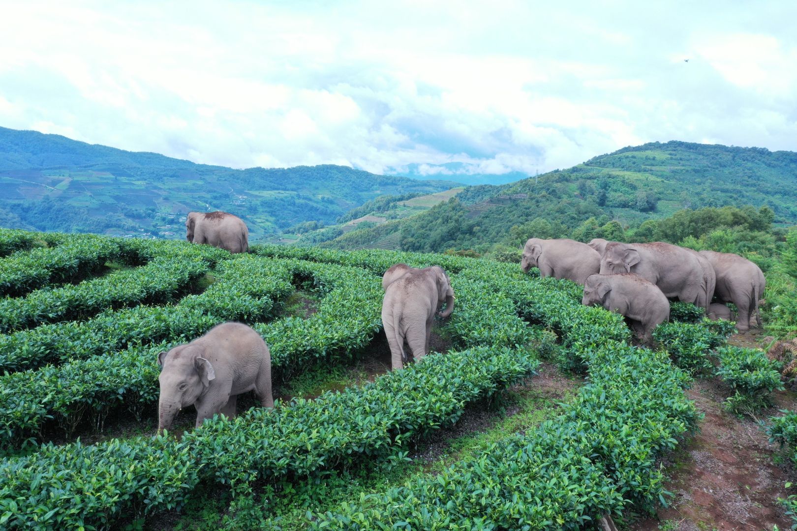 Idą słonie. 150 tys. osób ewakuowanych w Chinach