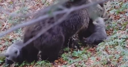Nic słodszego dzisiaj nie zobaczysz. Leśnik pokazał wideo z Podkarpacia