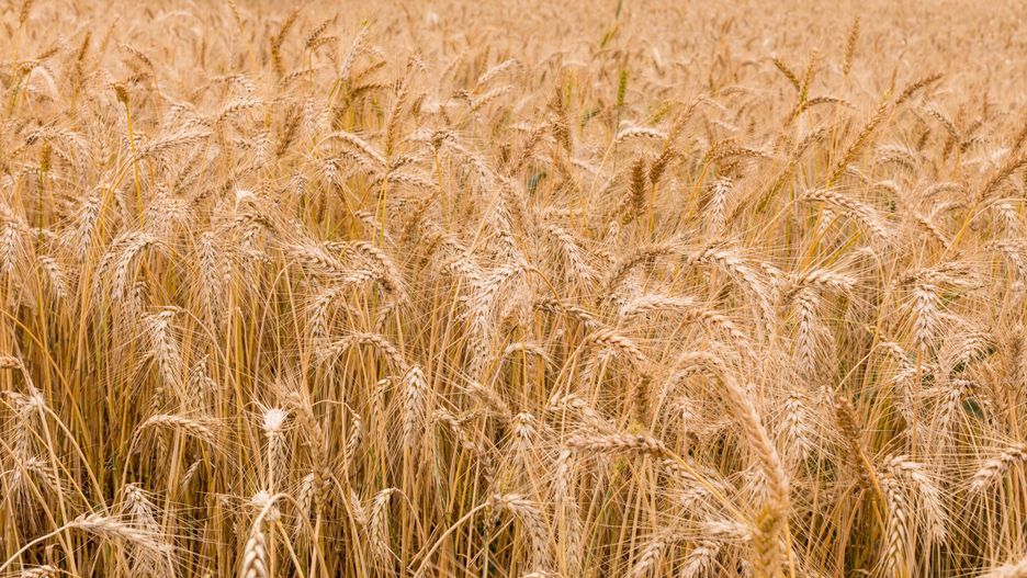 Zwrot ws. ukraińskiego zboża? Nowe informacje