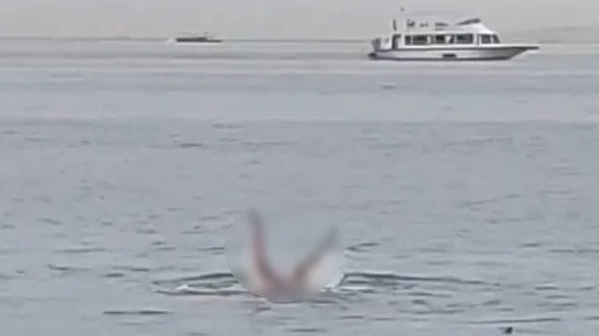 Dramatyczne nagranie z ataku rekina w Hurghadzie szybko pojawiło się w sieci