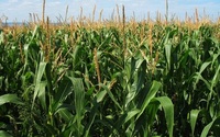 Dokarmianie kukurydzy makro i mikroelementami