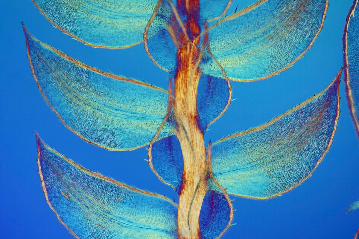 Wspaniały świat z bliska, czyli finaliści Nikon’s Small World 2016. Polacy wśród wyróżnionych 12