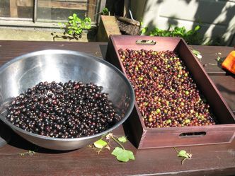 Ceny czarnej porzeczki. "Plantatorzy sami sobie winni"