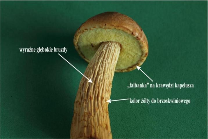 Cechy charakterystyczne borowika amerykańskiego.