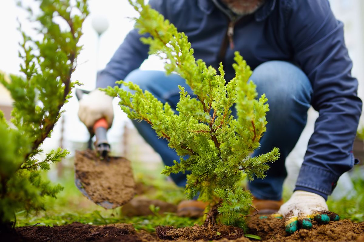 Because of this mistake, the tree will not grow.