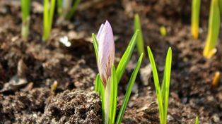 Wiosna gra w "ciepło-zimno". W dzień nawet 14°C, nocą przymrozki