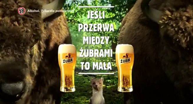 Żubry ratują łasicę w reklamie piwa Żubr (wideo)