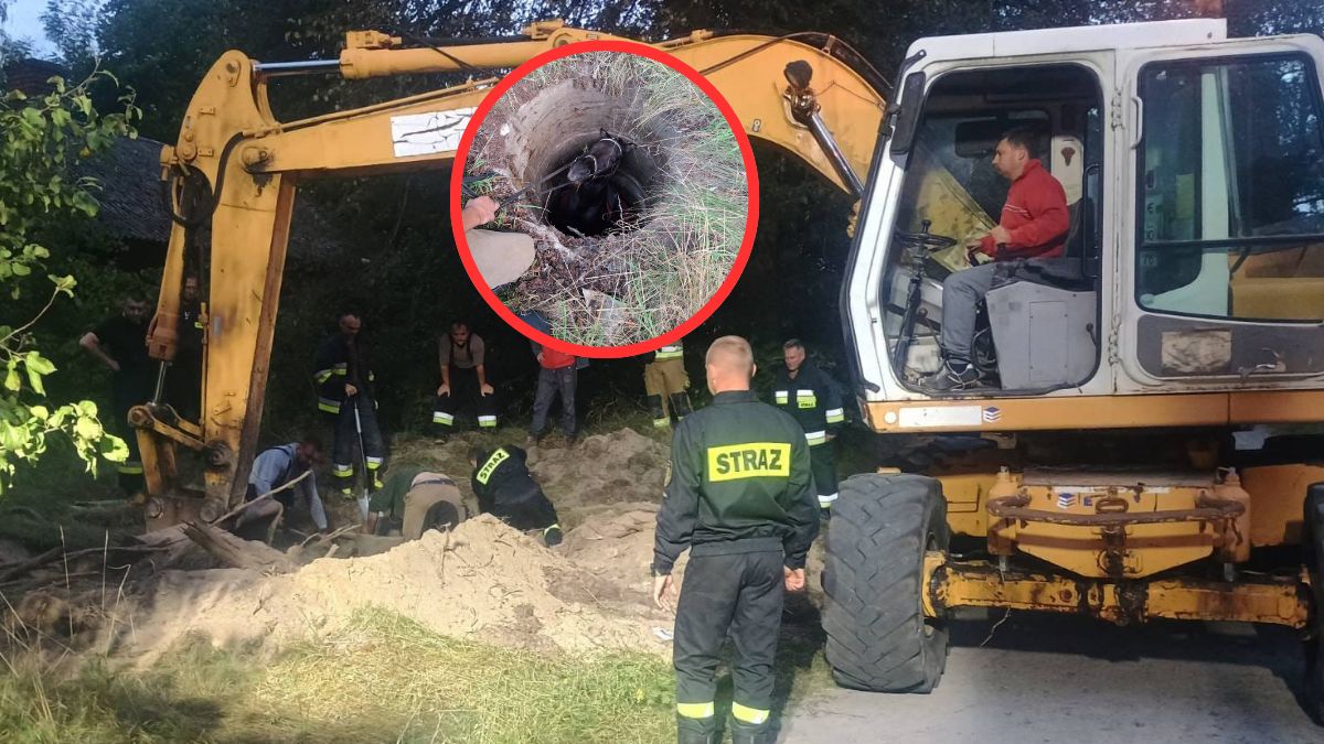 Koń wpadł do betonowej studni - akcja ratunkowa trwała 8 godzin