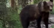 Niedźwiedź szedł wprost na niego. Turysta z Nosala nagrał całą scenę