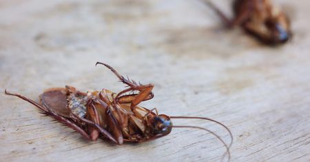 Insekty, które najczęściej żyją w naszych domach. Jak się ich pozbyć?
