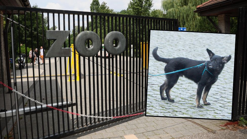 Pracownicy zoo w Warszawie apelują, by nie  wprowadzać psów